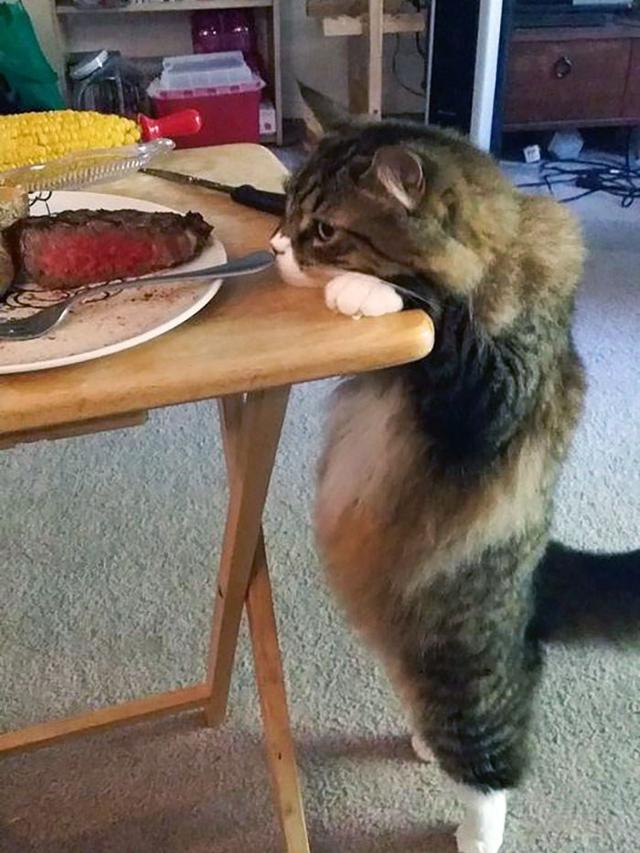 10 Potret Hewan Peliharaan saat Ketahuan Mencuri Makanan Ini Bikin Gemas