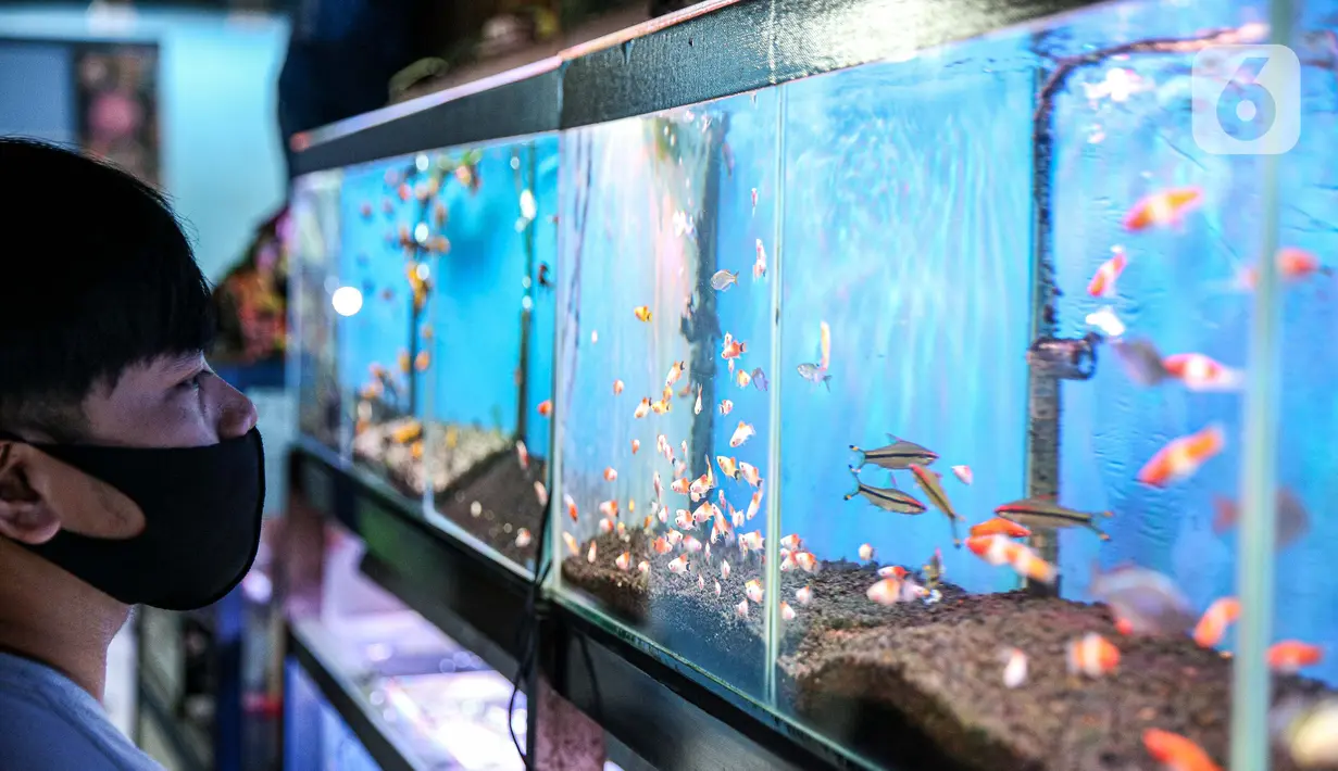 Warga melihat koleksi ikan hias yang dijual pedagang di Sentra Ikan Hias di Jalan Sumenep, Menteng, Jakarta, Sabtu (18/7/2020). Menurut para pedagang, selama pandemi Covid-19 ini, dagangannya banyak diserbu warga untuk mengisi kegiatan di rumah. (Liputan6.com/Faizal Fanani)