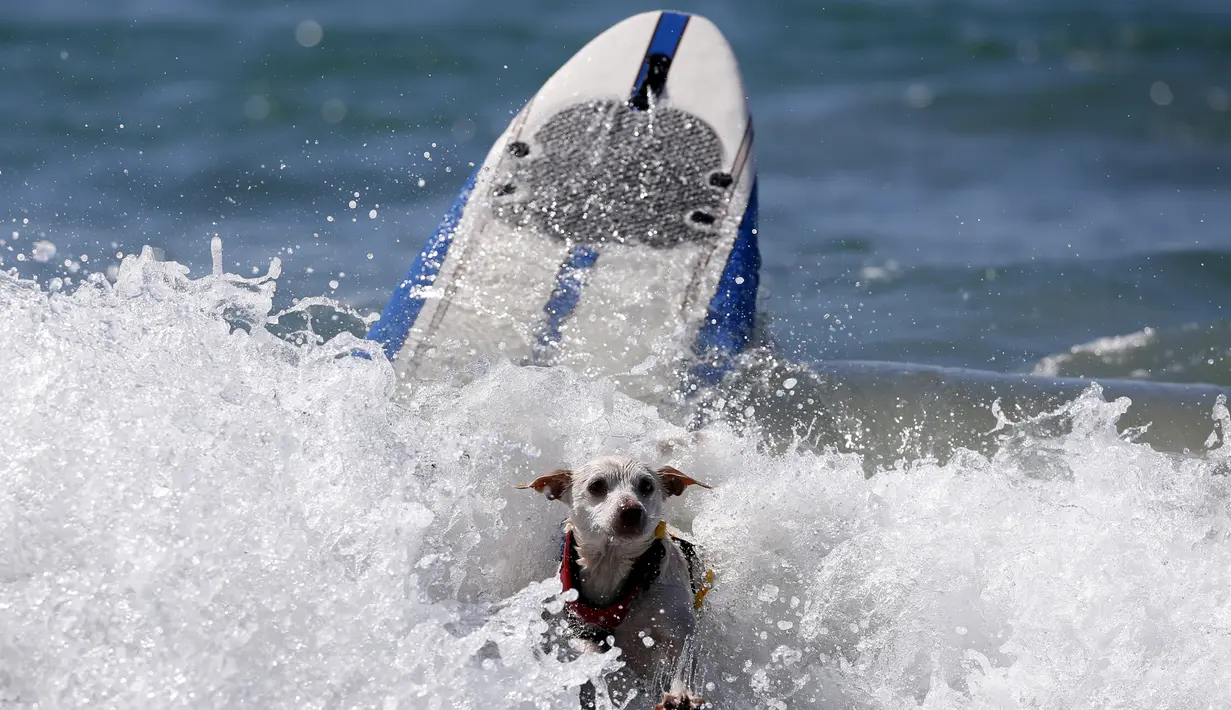 Seekor anjing terjatuh dari papan surfingnya saat mengikuti Surf Dog Contest Surf City di Huntington Beach, California, Amerika Serikat, (27/9/2015). (REUTERS/Lucy Nicholson)