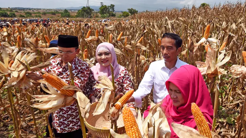 Presiden Jokowi Hadiri Panen Raya Jagung di NTB