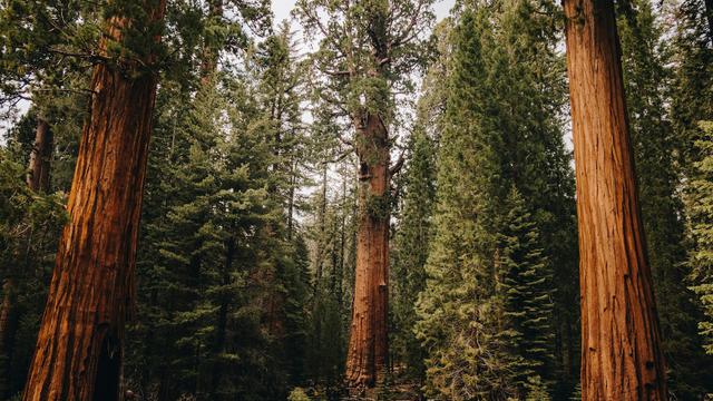 Sequoia National Park