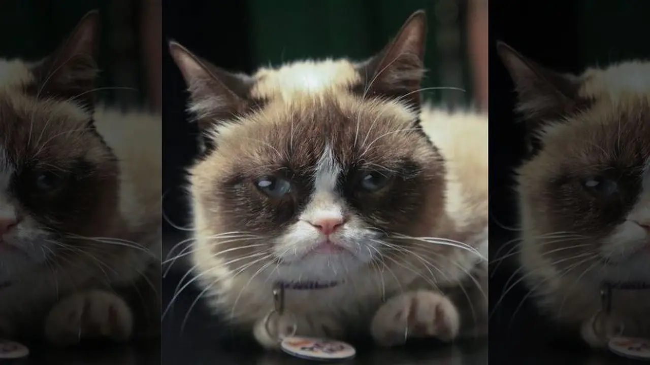 Grumpy Cat
