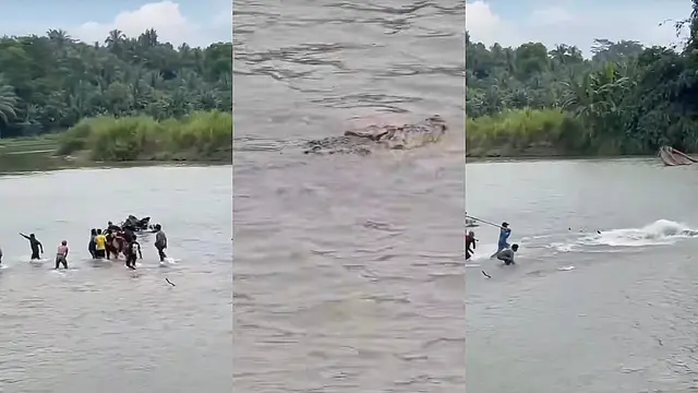 Detik-detik sejumlah warga menyerang buaya yang menyeret seorang pria lanjut usia di Sungai Way Semaka, Tanggamus. Foto: (Istimewa).