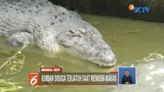 Wanita yang diterkam buaya di Minahasa, Sulawesi Utara, diduga jatuh saat memberi makan buaya.