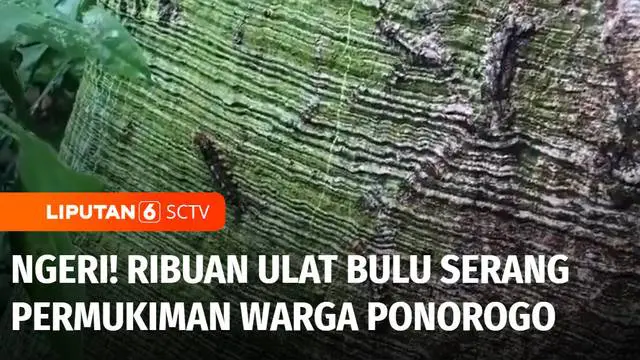 Ribuan ulat bulu menyerang permukiman warga di Ponorogo, Jawa Timur. Pemadam Kebakaran pun dihubungi untuk turun tangan menyemprot ulat bulu yang menyebabkan sejumlah warga gatal-gatal karena terkena bulu ulat.