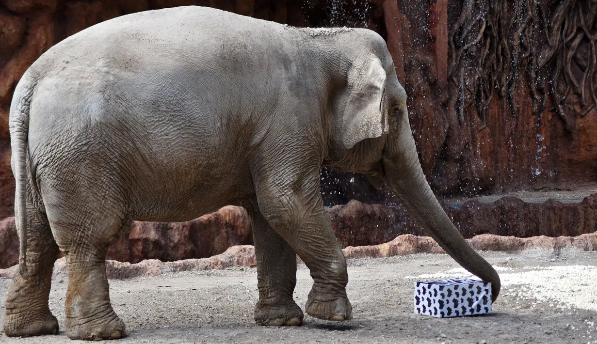Gajah bernama Trompita mencoba membuka hadiah yang dibawa pengunjung sebagai bagian dari tradisi Natal di La Aurora Zoo, Guatemala City pada Kamis (19/12/2019). Hari Natal yang jatuh pada 25 Desember membuat sejumlah kebun binatang turut merayakannya dengan cara yang unik. (Orlando  ESTRADA/AFP)