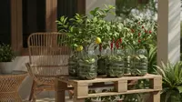 8 Ide Desain Kebun Buah Mini di Rumah Sempit, Panen Segar Sepanjang Tahun
