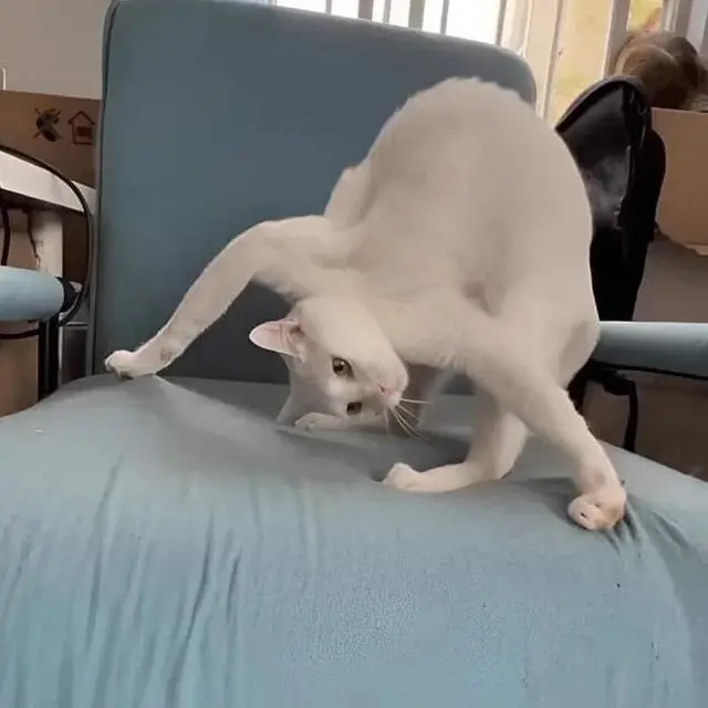 6 Potret Kucing Banyak Tingkah Ini Lucu, Terlalu Atraktif