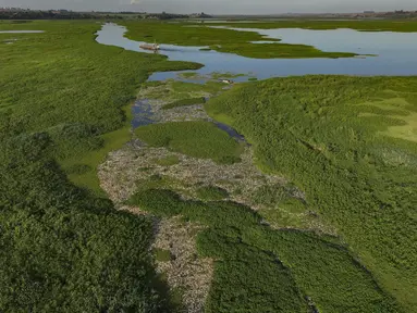 Ribuan ikan mati tergeletak di tepian Sungai Piracicaba di kawasan pedesaan Piracicaba, negara bagian Sao Paulo, Brasil, Rabu (17/7/2024). (AP Photo/Andre Penner)