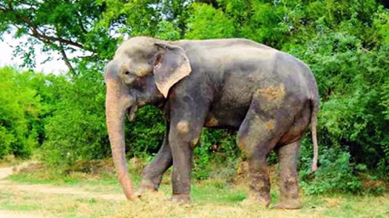 Kisah menyedihkan Gajah