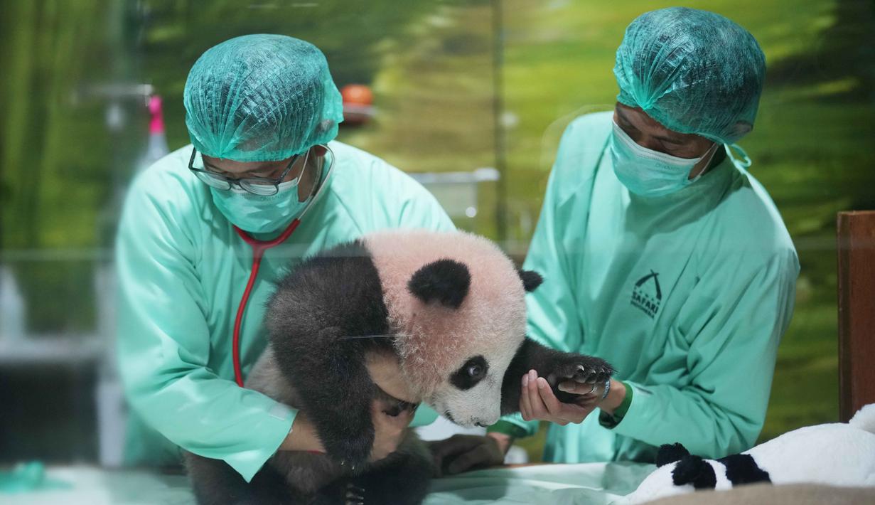 Dokter hewan merawat Satrio Wiratama atau Rio, anak panda raksasa pertama yang lahir di Indonesia, saat pratinjau media di Taman Safari Indonesia, Bogor, Jawa Barat, Jumat 15 Mei 2026. (AP Photo/Achmad Ibrahim)