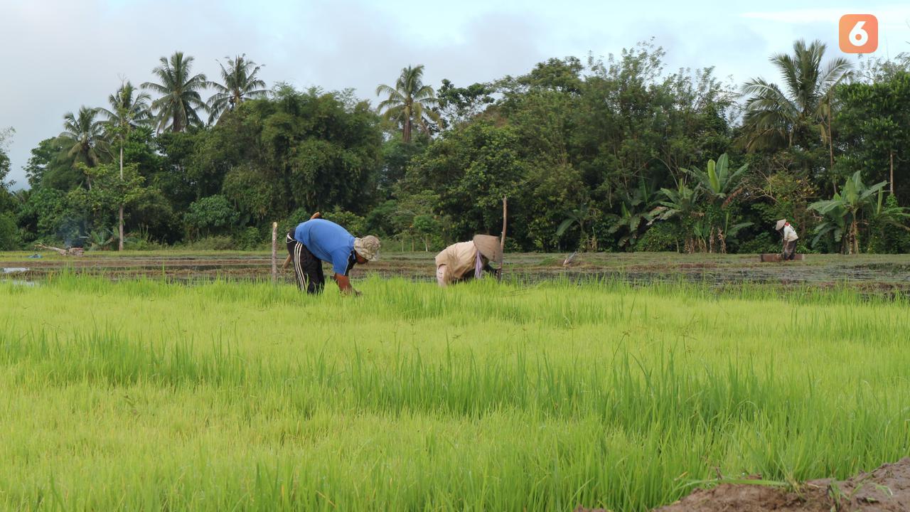 petani di lahan sawah di desa bahagia kecamatan palolo, kabupaten sigi