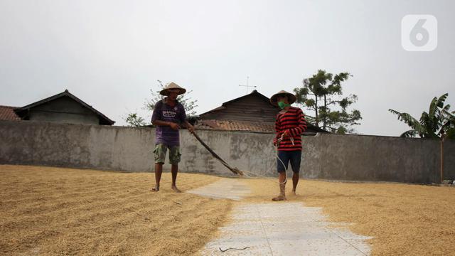 FOTO: Semester I 2020, Bulog Serap 700 Ribu Ton Gabah Petani