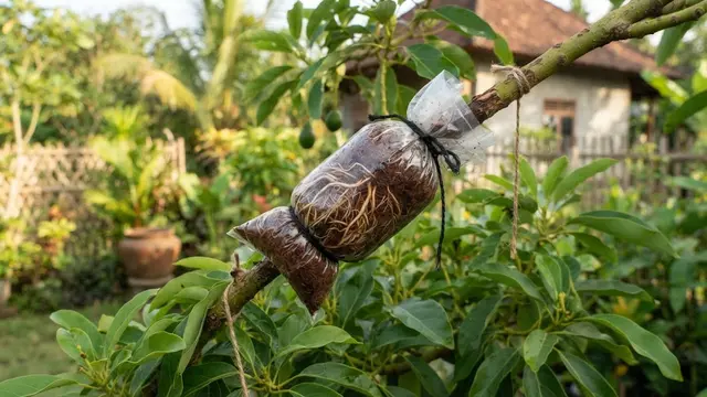 Cara Cangkok Alpukat agar Cepat Berakar dan Tumbuh Subur di Rumah