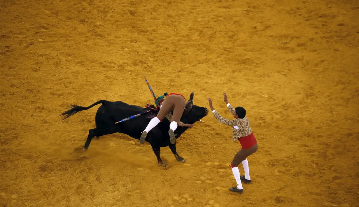 Dua anggota Ribatejo Forcados terlihat  sedang menaklukan seekor banteng di arena Campo Pequeno di Lisbon, Portugal, Kamis (9/7/2015). Olahraga ini cukup berbahaya dan memerlukan keahlian khusus. (REUTERS/Rafael Marchante)