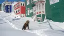 Warga berjalan melewati salju di Kota St John's, Newfoundland, Kanada, Sabtu (18/1/2020). St John's menghadapi keadaan darurat ketika salju tebal memaksa pusat-pusat bisnis tutup dan kendaraan dilarang melintas di jalan raya. (Andrew Vaughan/The Canadian Press via AP)