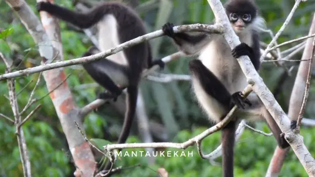 Berpacu dengan Waktu, Ahdiani dan Kawan Upayakan Konservasi Agar Kekah Tak Punah