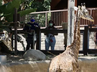 Para pengunjung mengenakan masker melihat jerapah di Kebun Binatang Los Angeles, Amerika Serikat (AS), pada 26 Agustus 2020. Kebun binatang tersebut dibuka kembali untuk umum dengan menerapkan langkah-langkah pencegahan kesehatan setelah ditutup selama 166 hari akibat pandemi COVID-19. (Xinhua)