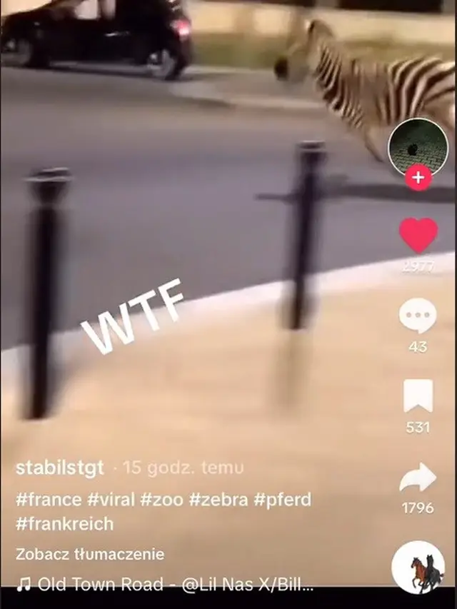 Momen Hewan Berkeliaran di Tengah Kota, Ngeri Seperti Film Jumanji