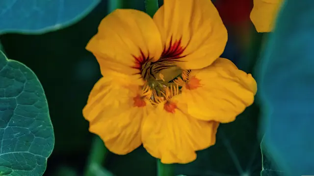 12 Jenis Edible Flower yang Bisa Ditanam di Teras