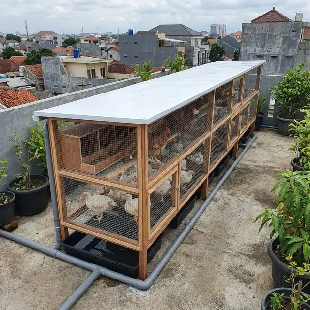 Desain Kandang Ayam Multifungsi untuk Ayam Pedaging dan Petelur