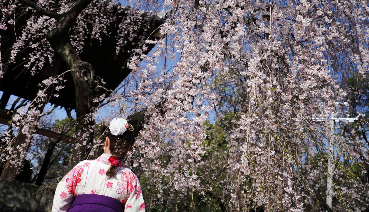 Seorang wanita mengenakan pakaian tradisional yang disebut 'hakama' melihat bunga sakura bermekaran di taman Tokyo, Jepang, Jumat (23/3). Waktu mekar sakura bisa dikatakan sangat pendek. (Foto AP/Eugene Hoshiko)