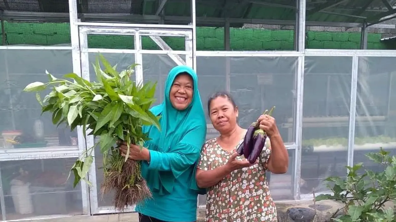 Anggota KWT Srikandi sedang panen hasil urban farmingnya