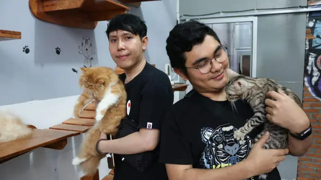 Bermain bersama kucing di kafe