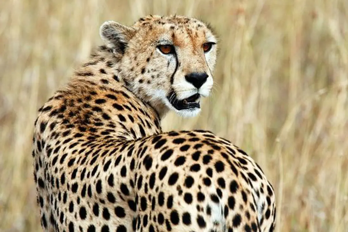 Momen Mengerikan Pengunjung Taman Margasatwa Diserang Cheetah