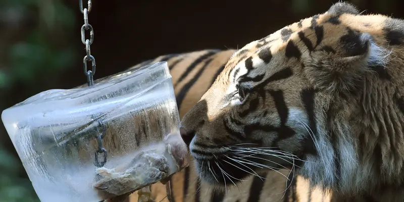 20160719-Panas Ekstrem, Harimau di Italia Diberi 'Es Krim' Daging-Roma