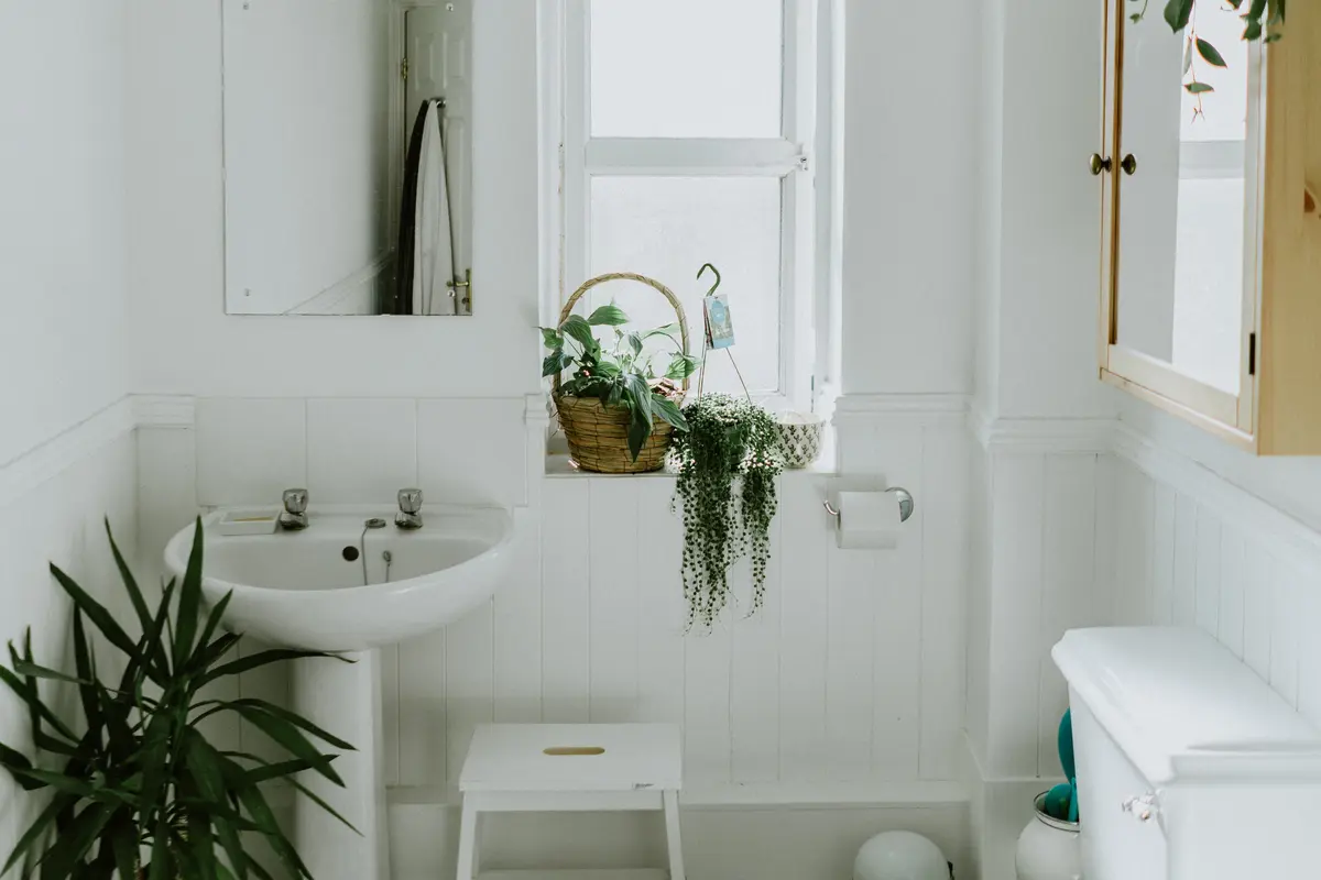 10 Tanaman Hias yang Cocok untuk Kamar Mandi, Bisa Menyerap Lembap