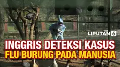 Pemerintah Inggris mengkonfirmasi temuan satu kasus flu burung pada manusia. Pasien tersebut memiliki kontak erat dengan unggas yang ada di dalam maupun di sekitar rumahnya.