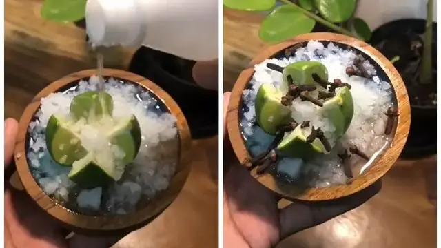 Mengusir Nyamuk dan Kecoa Tanpa Semprotan dengan Murah, Hanya Butuh 3 Bahan Dapur