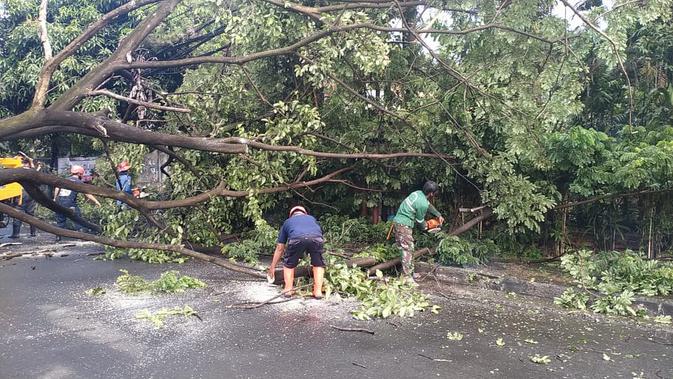 Pohon tumbang menutup akses Jalan Raya Siliwangi, Kelurahan Depok, Kecamatan Pancoranmas, Kota Depok, Minggu (20/12/2020). (Liputan6.com/ Dicky Agung Prihanto)