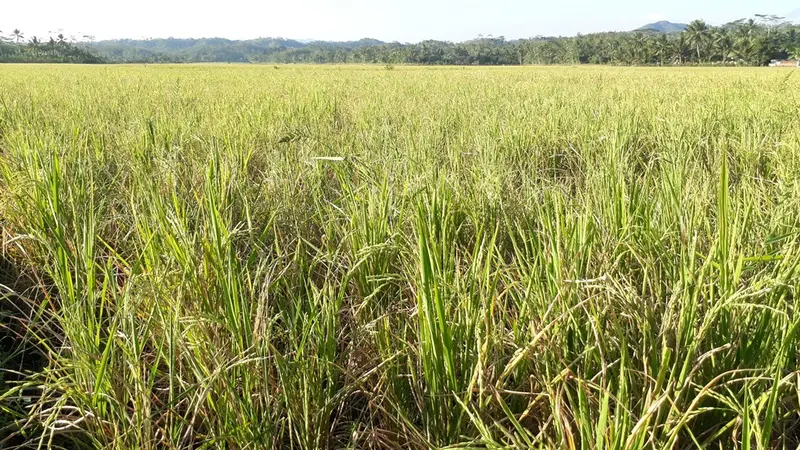 Ilustrasi – Ratusan hektare sawah di Banyumas puso akibat kemarau yang tiba terlalu dini. (Foto: Liputan6.com/Muhamad Ridlo)