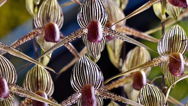 Rothcild's Slipper Orchid
