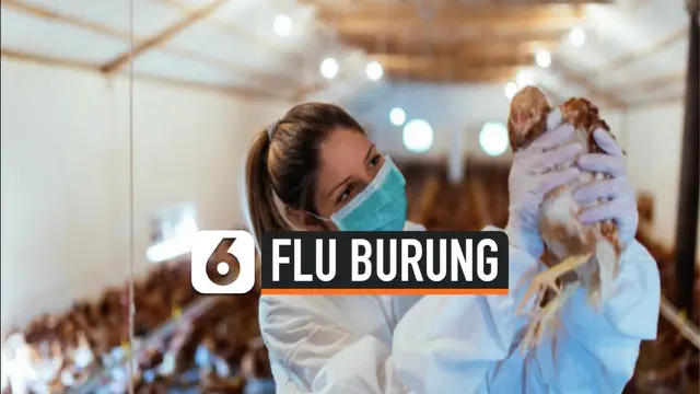 VIDEO: Kasus Flu Burung H1N03 Pertama Pada Manusia Ditemukan di China