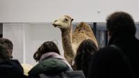 Museum Sejarah Alam Paris. (dok. Thibaud MORITZ / AFP)