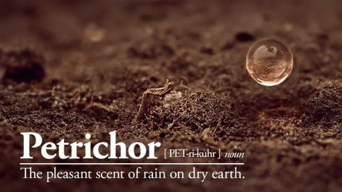 Petrichor, si Aroma yang Bikin Suasana jadi 'Mellow' Ketika Hujan