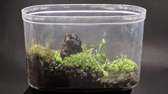 Terarium