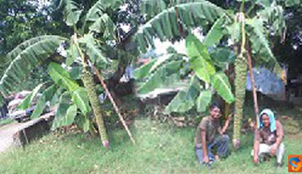 Citizen6, Cirebon: Pohon pisang milik Akhirudin dan Rokhmat ini terbilang unik, pisang ini memiliki panjang sekitar 1.6 meter, dan buahnya sekitar 1000 buah bisa lebih," tutur Rokhmat, (9/6). (Pengirim: Akhirudin) 