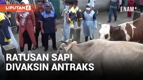 VIDEO: Ratusan Sapi di Klaten Divaksin Antraks