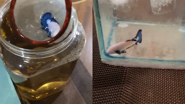 Begini cara pria lakukan operasi pada ikan cupangnya yang menderita terkena penyakit kulit.