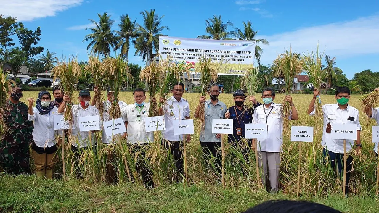 Bupati Barru bersama jajaran Kementan melakukan panen perdana di Kelompok Tani Syukur II Kelurahan Mangempang Kecamatan Barru Kabupaten Barru Provinsi Sulsel, Selasa (18/8/2020). (Dok Kementan)