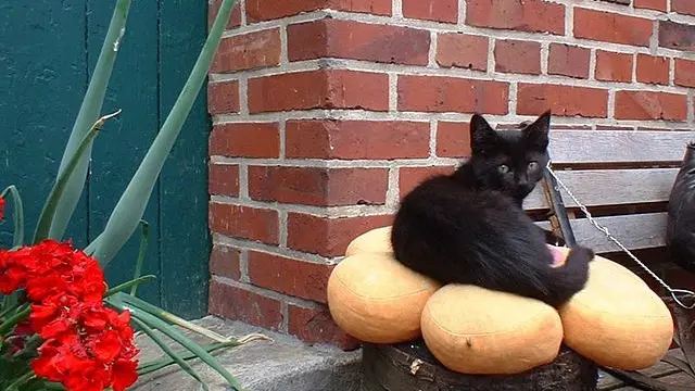 Kucing hitam (Sumber: Wikimedia Commons)