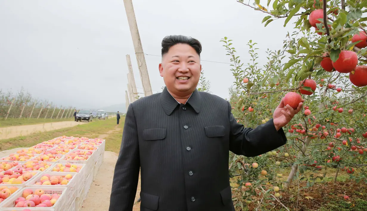 Pemimpin Korea Utara Kim Jong Un berpose di kebun apel saat panen di Pyongyang, Minggu (18/9). Selain untuk melihat hasil panen, kedatangan Kim Jong Un juga untuk memberi bimbingan kepada Kosan Combined Fruit Farm. (REUTERS/KCNA) 