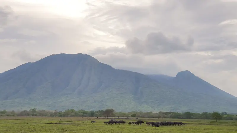 Pesona Taman Wisata Baluran Banyuwangi yang disebut sebagai "Little Africa" di Pulau Jawa. (Liputan6.com/Nanda Perdana Putra)