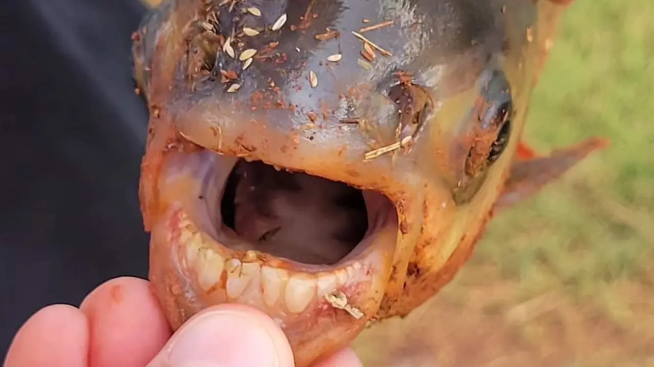 Ikan Pacu