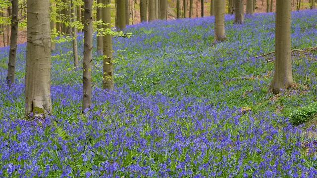 Hallerbos