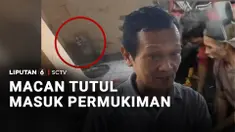 Seekor Macan Tutul Jawa, Kamis siang masuk ke permukiman warga di daerah Maruyung, Kabupaten Bandung, Jawa Barat. Sempat mengamuk hingga berlari di atap dan masuk ke dalam rumah, namun macan akhirnya ditangkap warga.